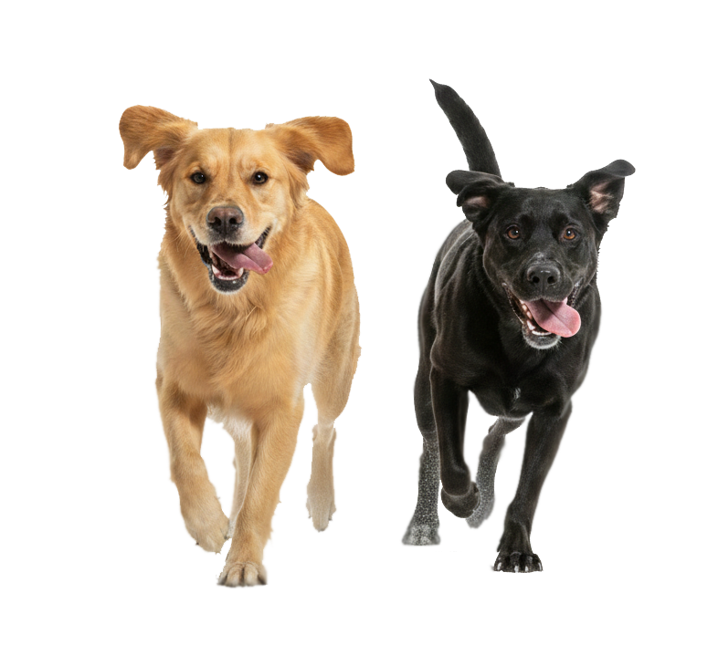 Dogs playing on the lawn